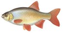 Турбаза Каравелла - иконка «рыбалка» в Заозерске